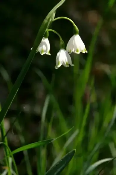 spring flower white flower