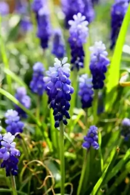 spring flowers