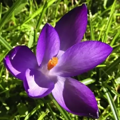 spring flowers crocus