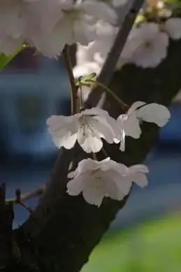 spring flowers flower
