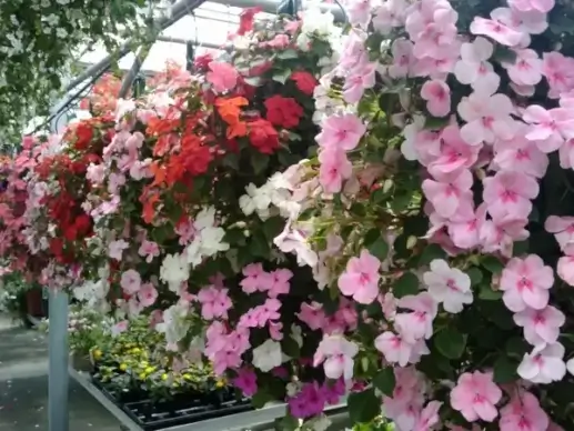 spring flowers greenhouse 8
