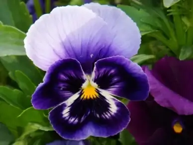 spring greeting