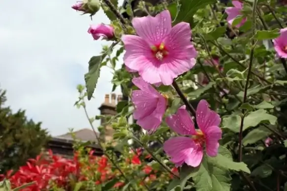 spring in blossom