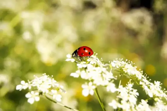 spring picture backdrop ladybug flowers closeup
