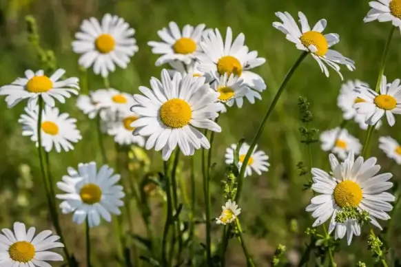 spring picture elegant blooming chrysanthemum flowers