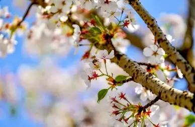 spring picture elegant peach blossom scene