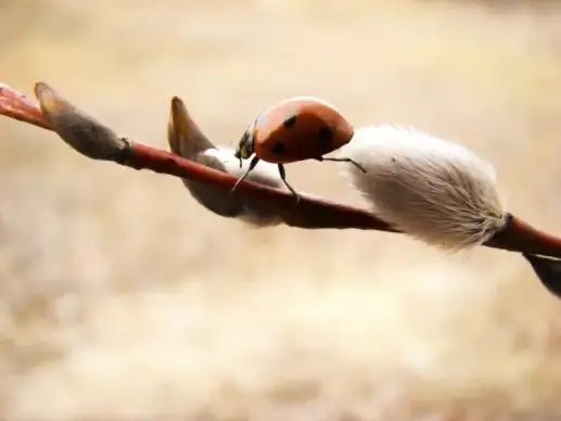 spring picture ladybug perching bud branch