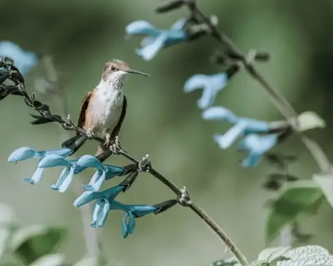 spring picture perching hummingbird flowers branch closeup 