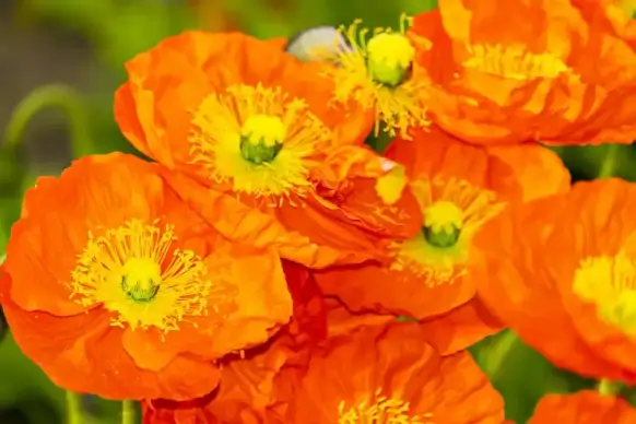 spring picture poppies flowers closeup 