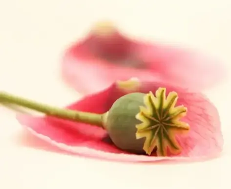 spring poppy