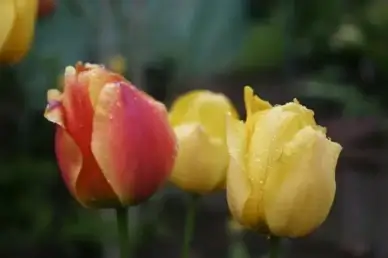 spring public record floral