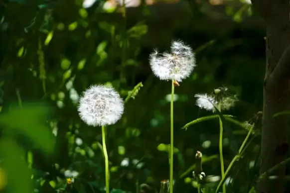 spring scene picture blooming dandelion  