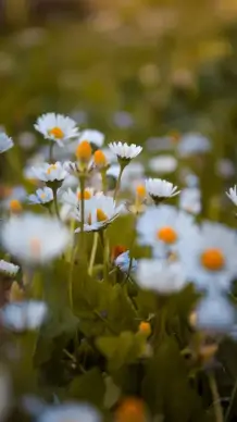 spring season picture blurred contrast blooming chrysanthemum scene