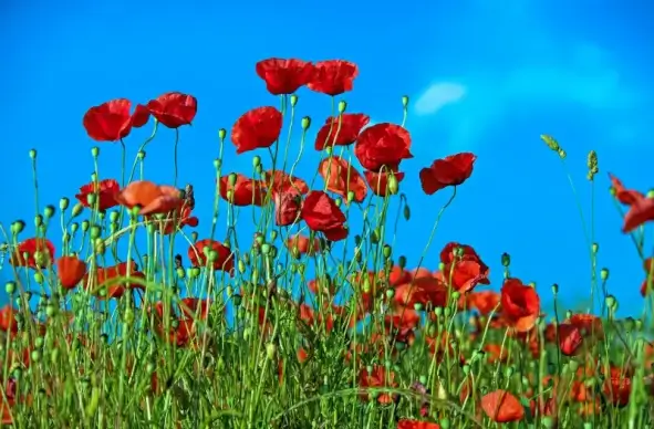 spring season picture elegant blooming poppy flowers field