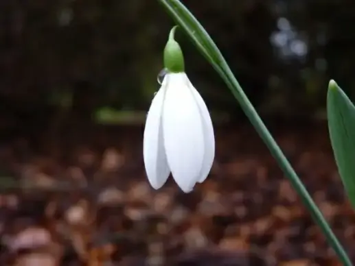 spring snowdrop