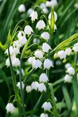 spring snowflake