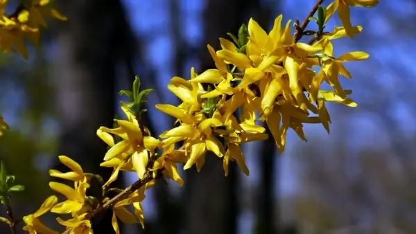spring spring flowers sunshine
