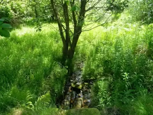spring stream watergrove