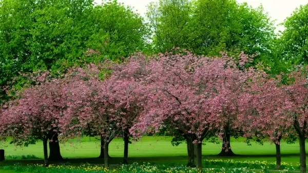 spring tree