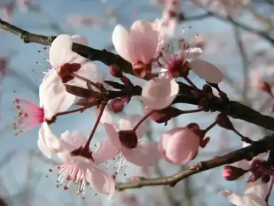 spring tree blossoms