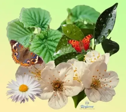 springpack plant butterfly psd