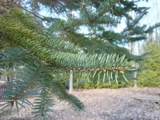spruce branch