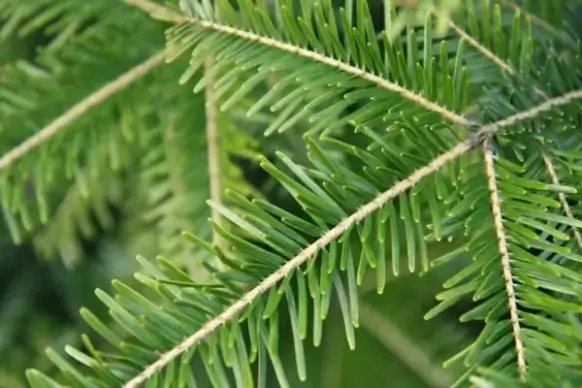 spruce tree branch