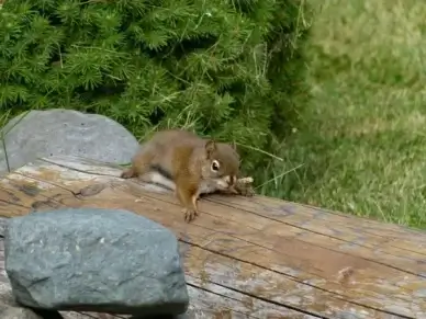 squirrel animal garden