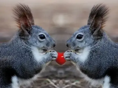 squirrel animal kitsch