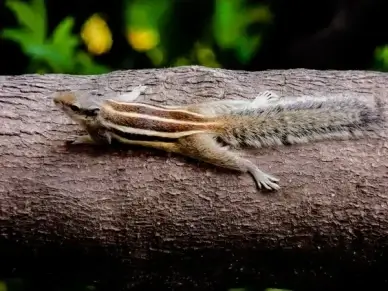 squirrel animal nature