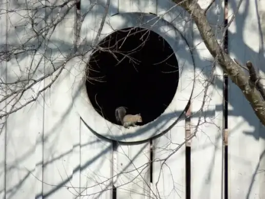 squirrel in window