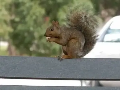 squirrel park animal