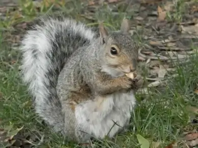 squirrel park peanut