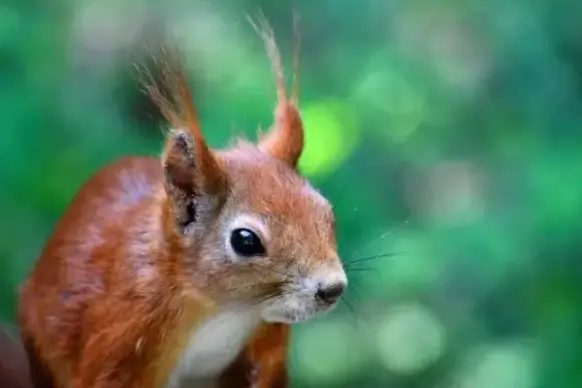 squirrel pets nature