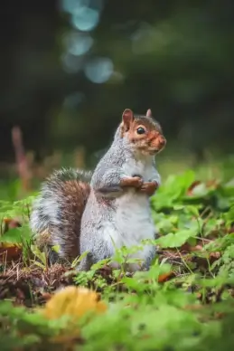 squirrel picture cute realistic closeup 