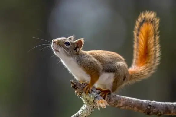 squirrel picture dynamic realistic