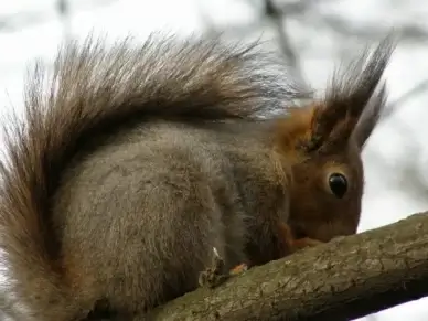squirrel tree spring