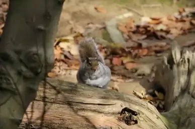 squirrel wildlife nature