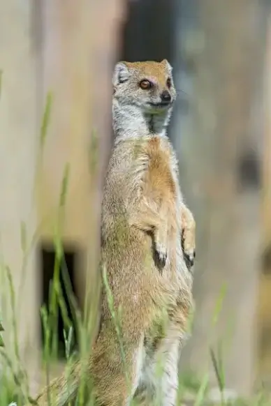 standing yellow mongoose