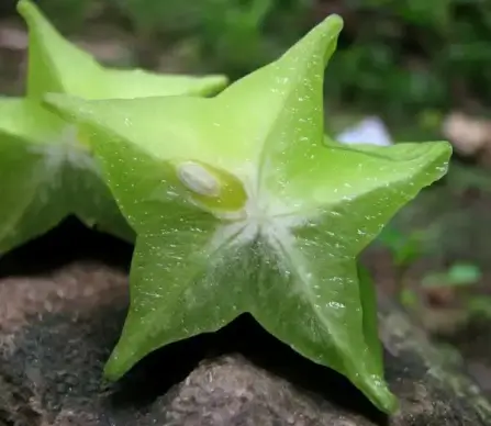 star fruit averrhoa carambola carambola