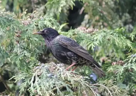 starling in a tree