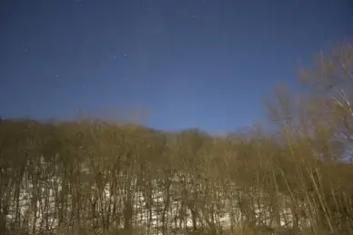 stars above the trees