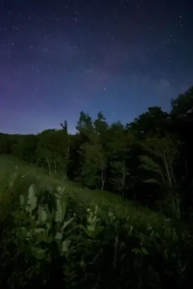 stars milky way sky trees night