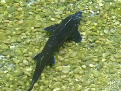 sterlet fish acipenser ruthenus