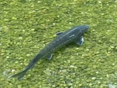 sterlet fish acipenser ruthenus