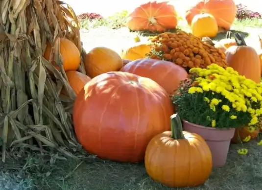 still life with pumpkins