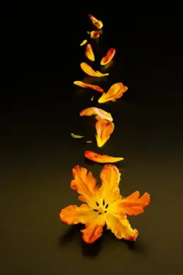 still transience of life design elements falling petals 