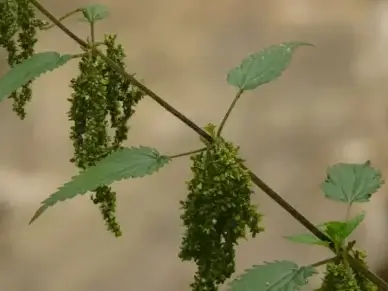 stinging nettle back light nature