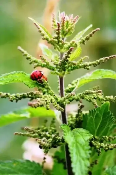 stinging nettle blind nettle incomplete