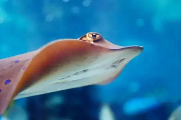 stingray fish